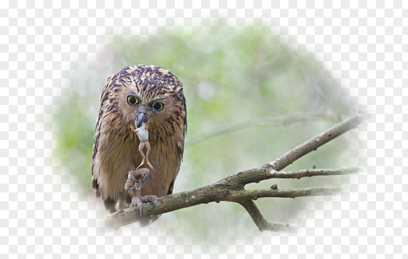 Owl Eurasian Eagle-owl Bird Desktop Wallpaper Metaphor PNG