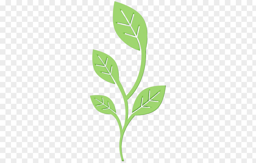 Pedicel Arugula Branch Plant Stem Leaf Font Herb PNG