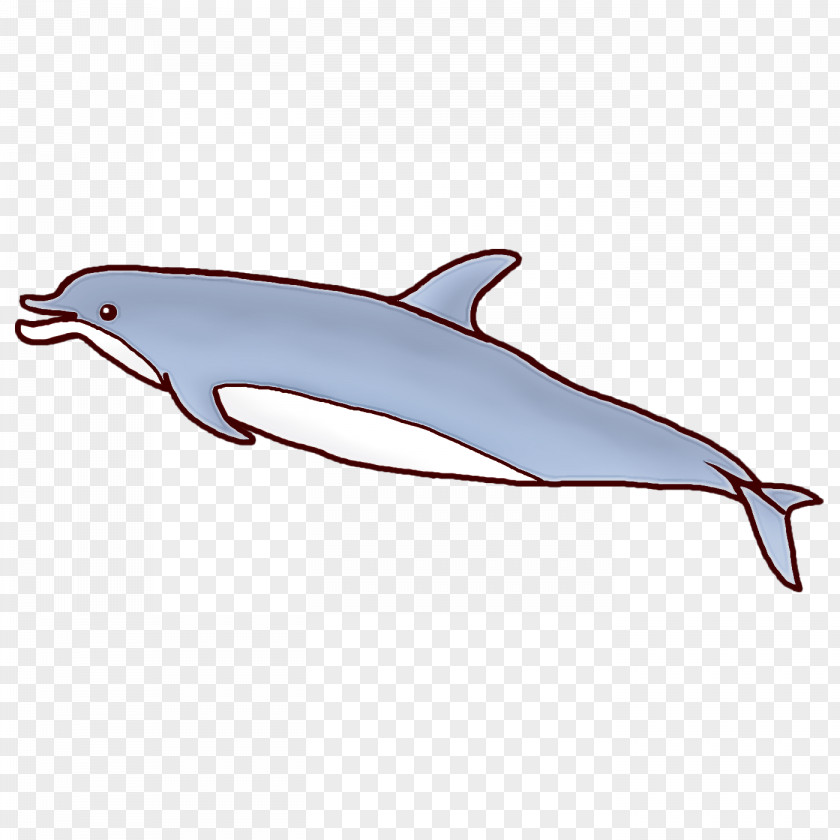 Short-beaked Common Dolphin Rough-toothed White-beaked Wholphin Porpoise PNG