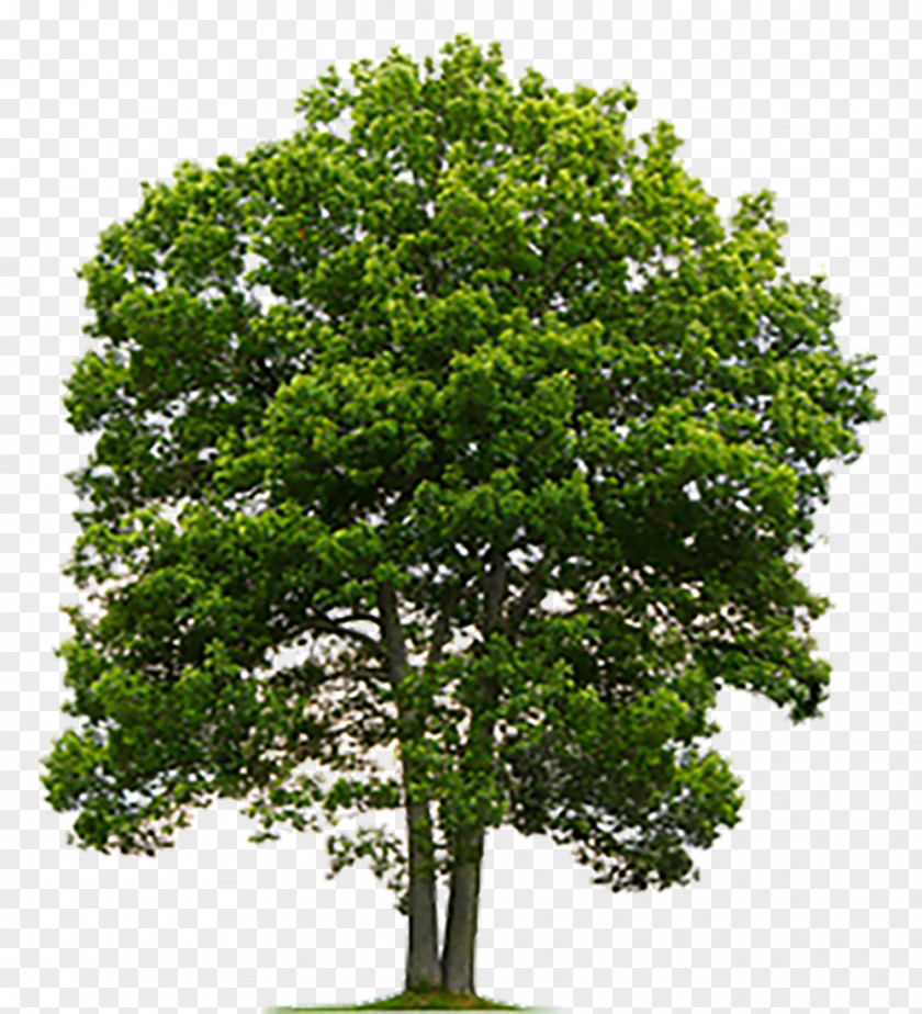 Tree English Oak Northern Red White Stock Photography PNG