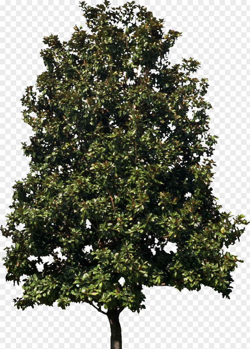 Tree Maraschino Cherry Fir PNG