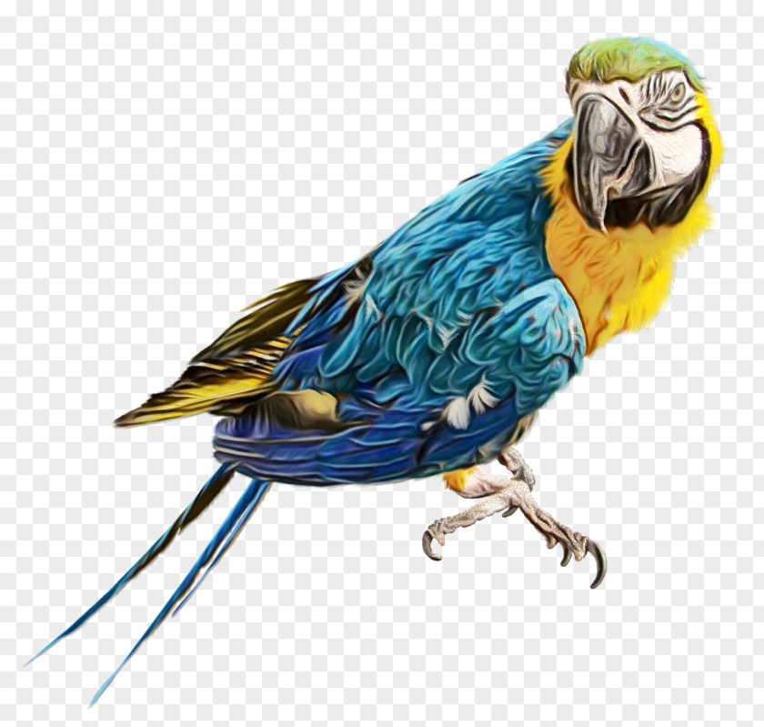 Budgie True Parrot Bird PNG