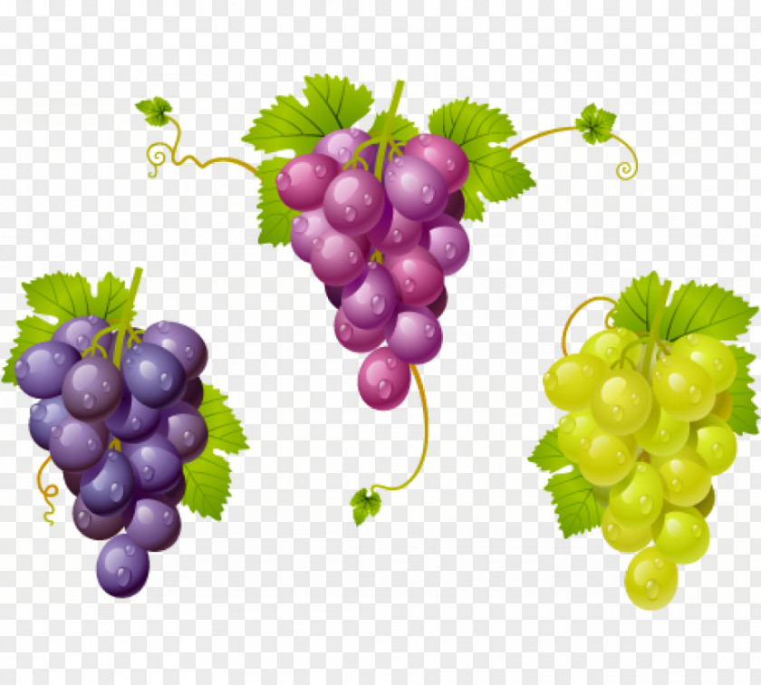 Grape Wine Kyoho La Cura De Uva Zante Currant PNG