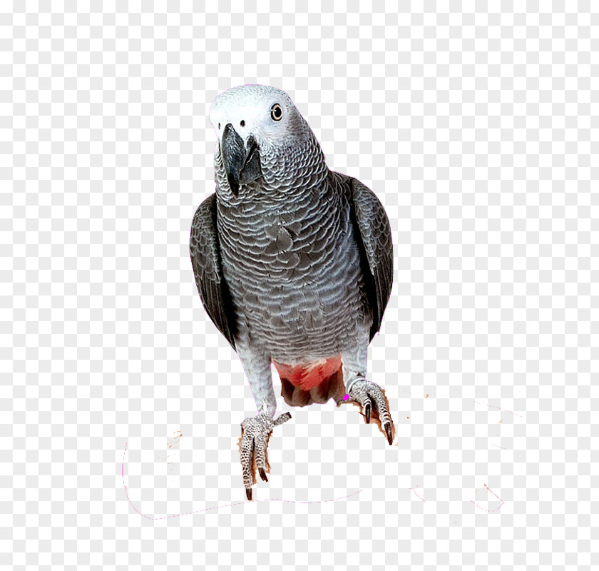 Grey Parrot Bird Cockatoo Cockatiel Parakeet PNG