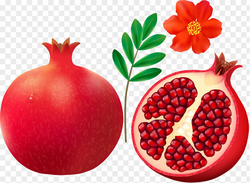 Pomegranate Fruit Clip Art PNG