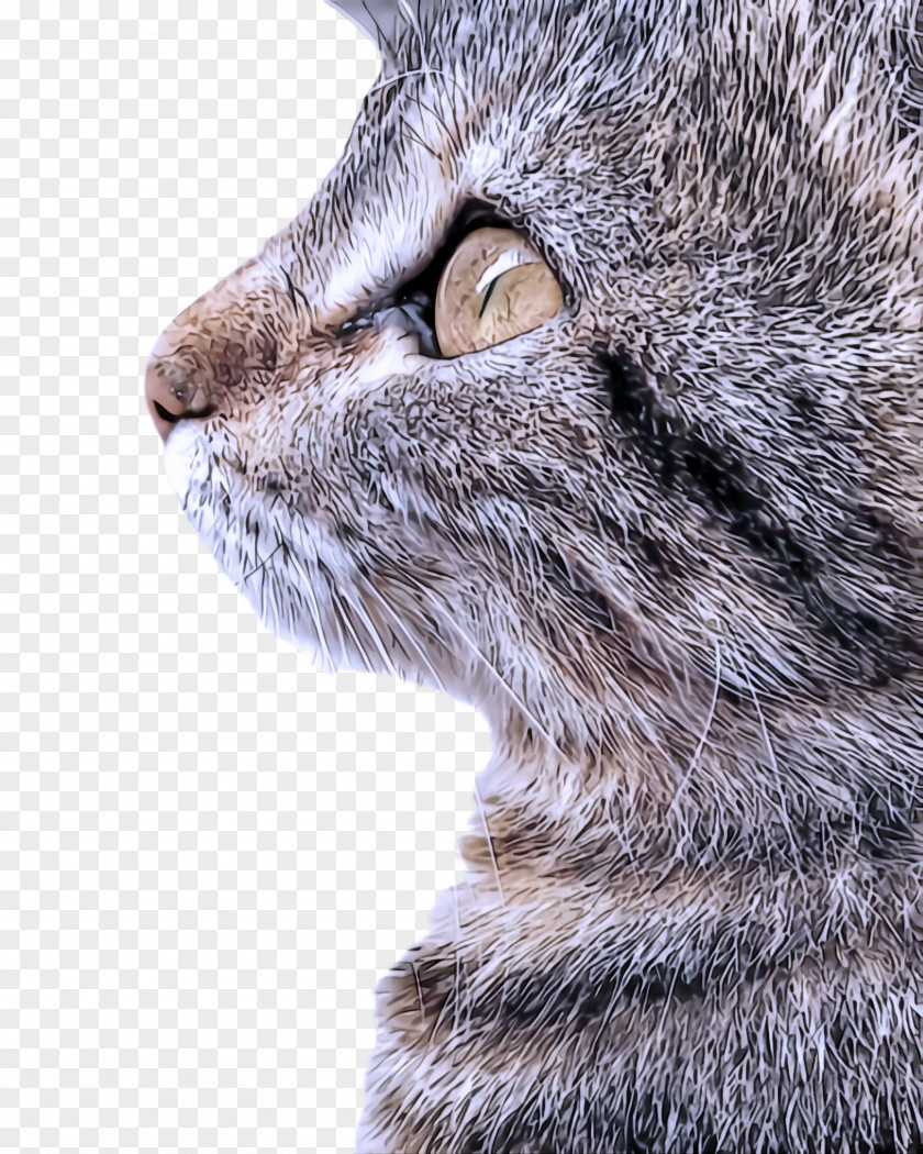 Snout Nose Cat Whiskers Small To Medium-sized Cats Tabby European Shorthair PNG