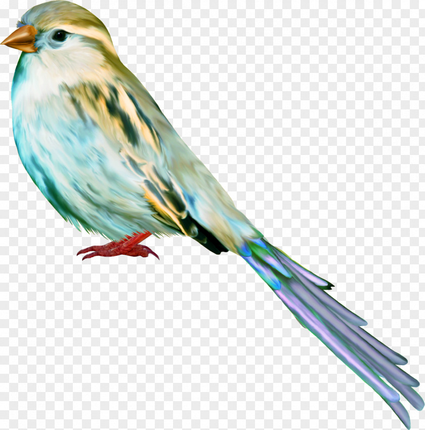Birds Bird Passerine House Sparrow Beak PNG