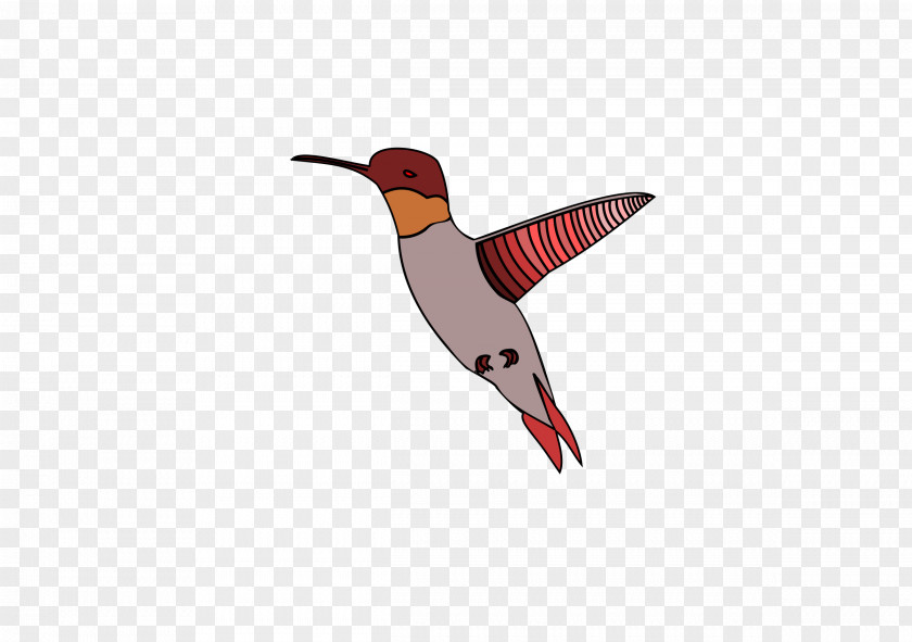 Humming Bird Hummingbird Wing PNG