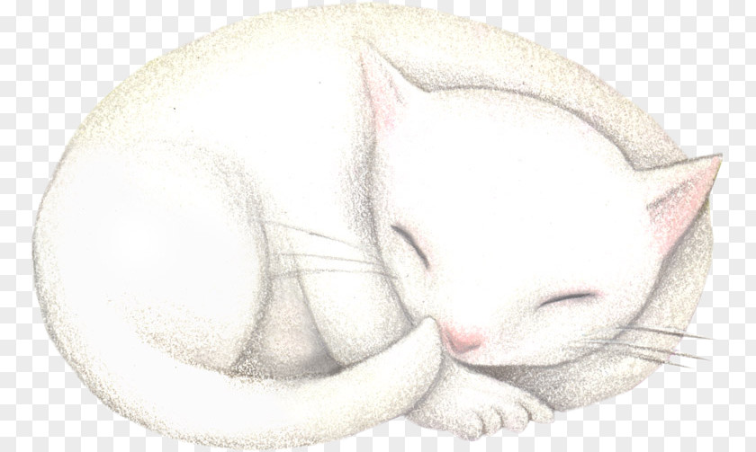 Kitten Whiskers Drawing Snout PNG