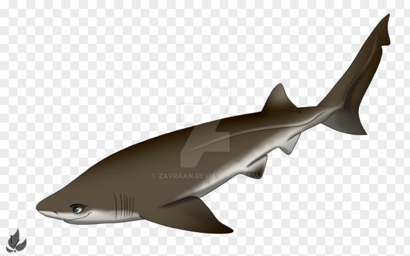 Shark Cartoon Squaliform Sharks Bluntnose Sixgill Requiem Drawing PNG