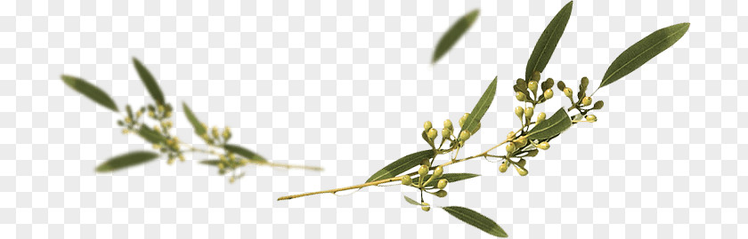 Tree Eucalyptus Gunnii Caesia Rhodantha Leucoxylon PNG