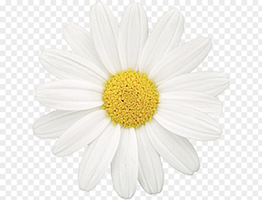 Flower Common Daisy Chamomile Oxeye Family PNG