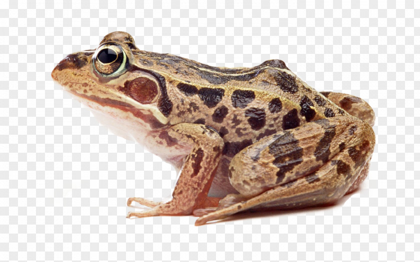 Handsome Brown Frog Physical Map True Common Wallpaper PNG