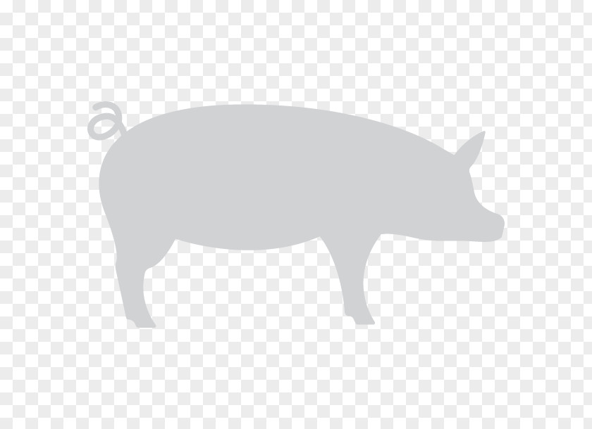 Pig Snout White Wildlife Font PNG