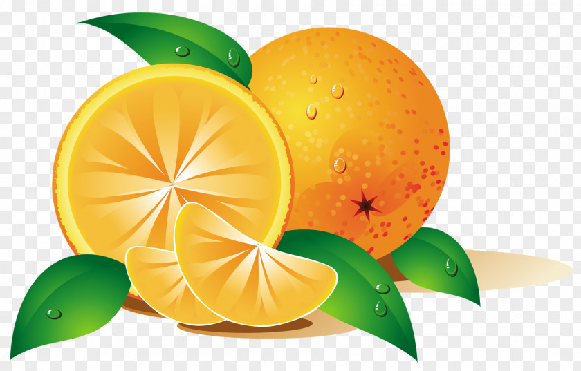 Tropical Fruit Orange Clip Art PNG
