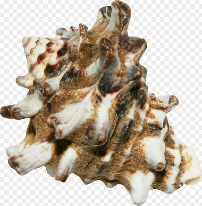 Creative Brown Conch Creativity PNG