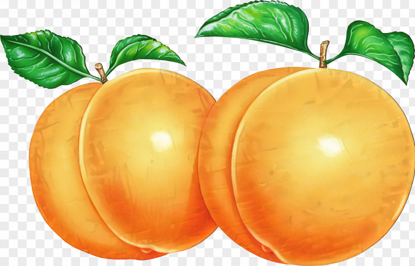 Grapefruit Diet Food Vegetarian Cuisine Orange PNG