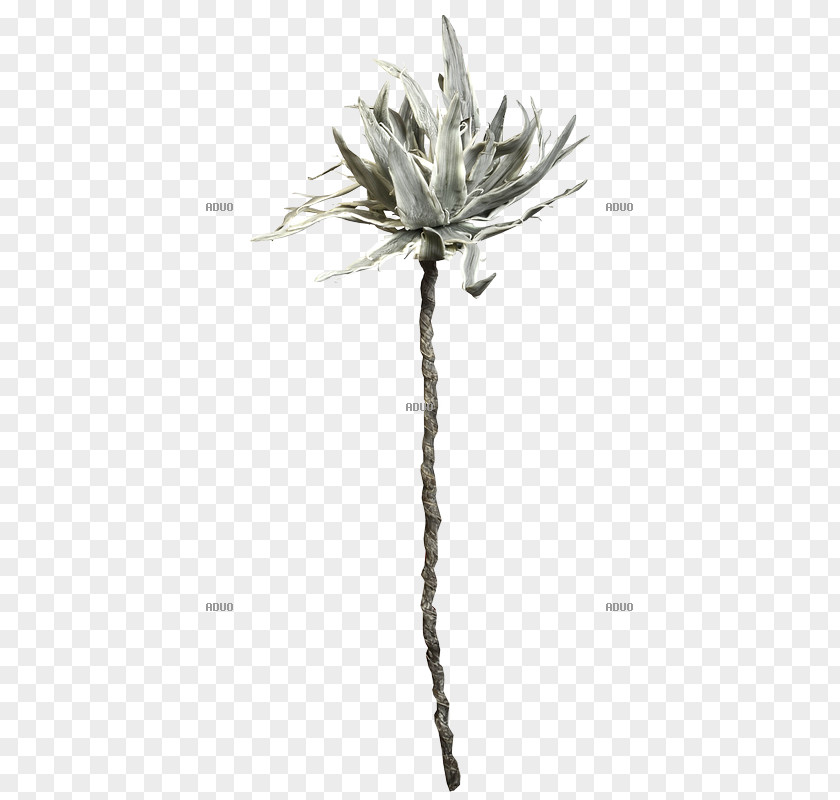 Plant Twig Stem Flowering PNG