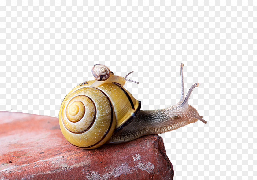 Snail Creative Euclidean Vector PNG