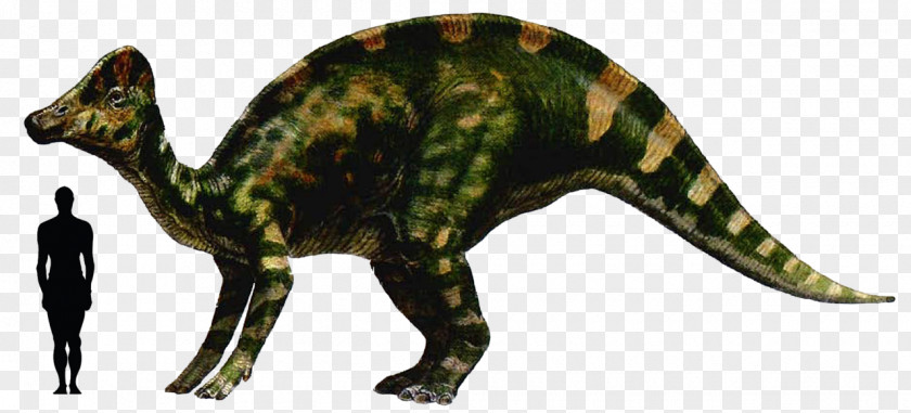 Dinosaur Hypacrosaurus Abelisaurus Riojasaurus Stegoceras PNG