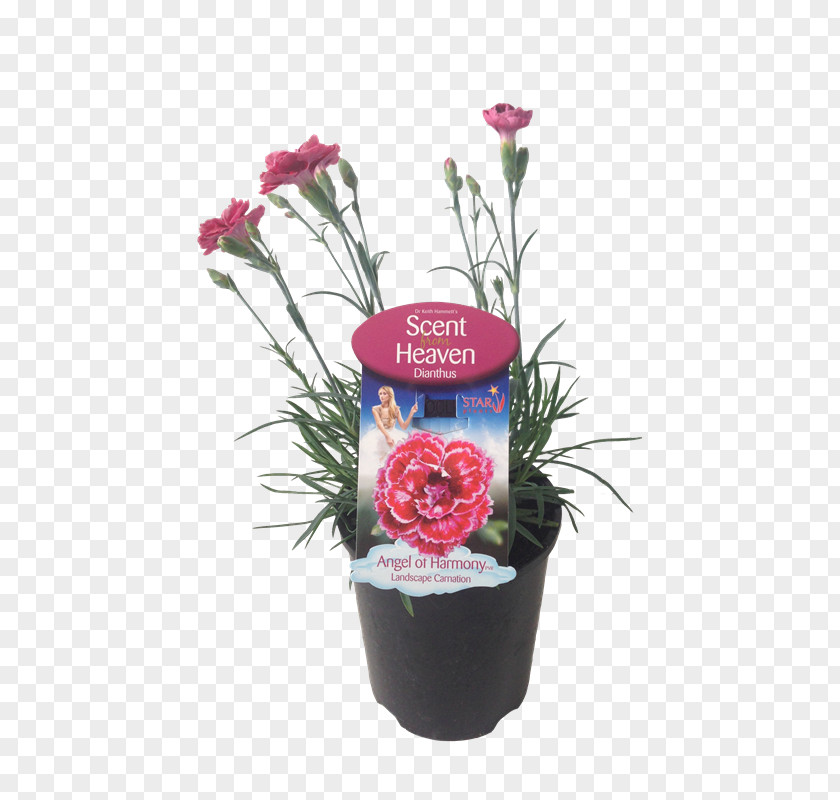 Flower Floral Design Flowerpot Pink Cut Flowers PNG