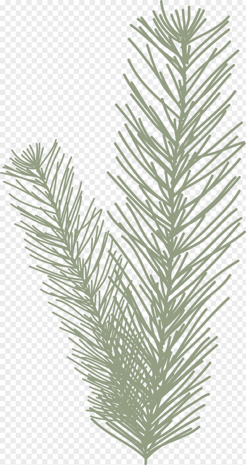 Pine Needles Pinus Halepensis Leaf Spruce PNG