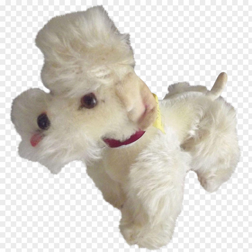 Poodle West Highland White Terrier Maltese Dog Schnoodle Breed Companion PNG