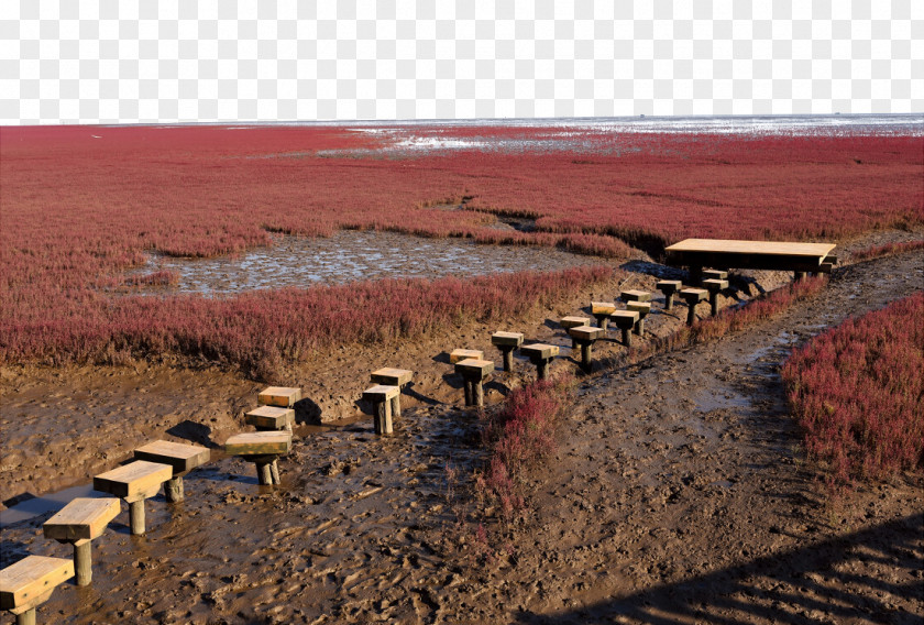 Red Beach Photos Panjin Landscape PNG
