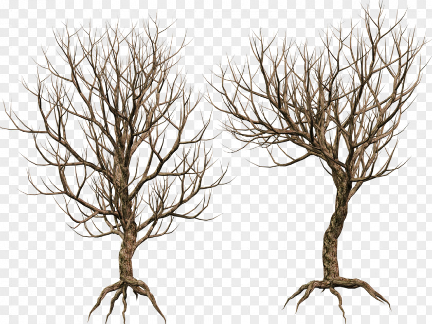 Share Tree Woody Plant Twig Branch PNG