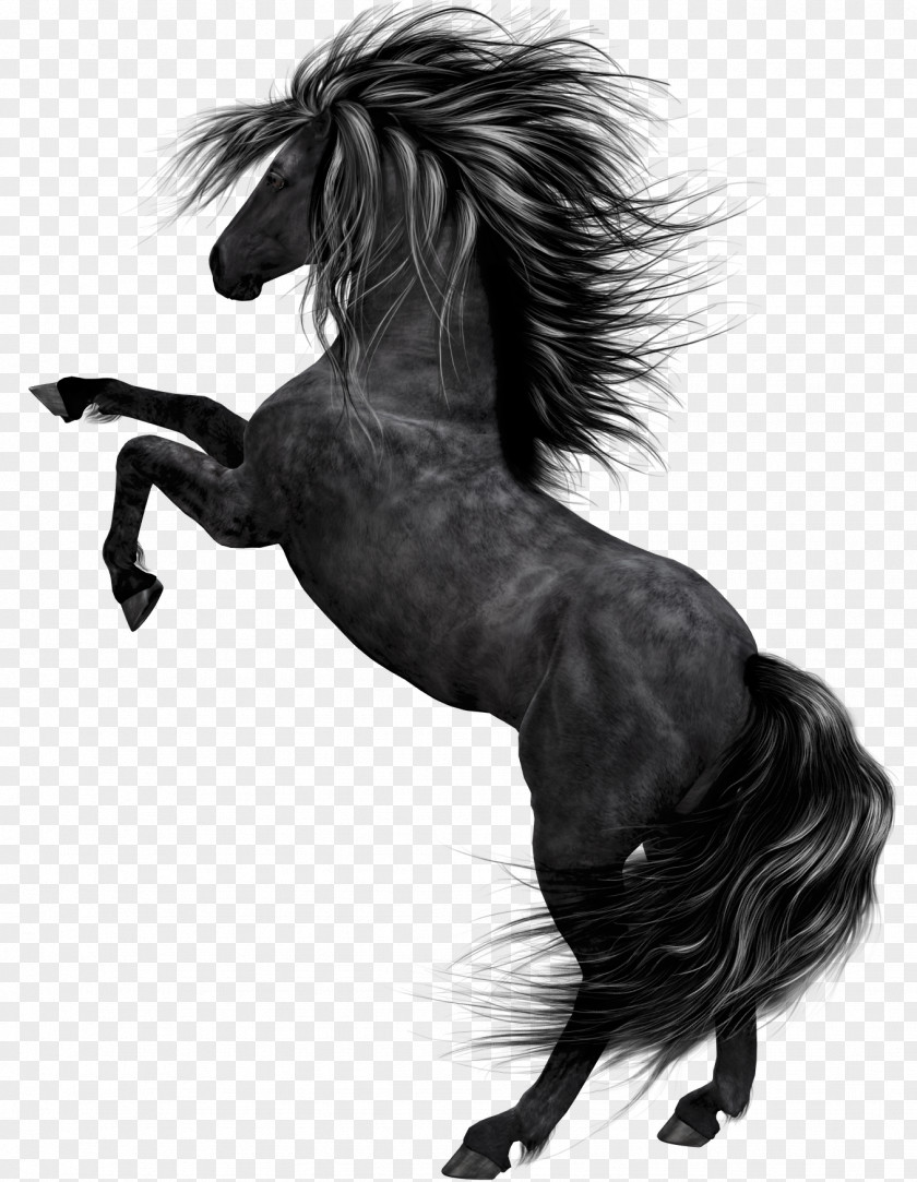 Black Horse Art Clip PNG