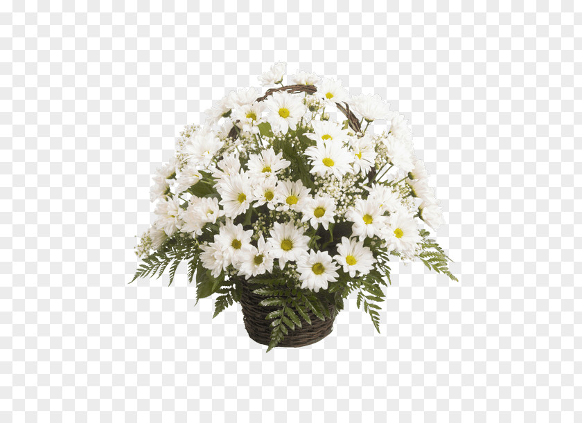 Chrysanthemum Marguerite Daisy Floral Design Cut Flowers Transvaal PNG