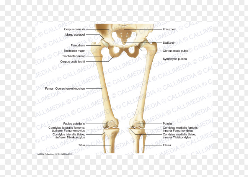 Finger Bone Hip Knee Human Leg PNG leg, Skeleton clipart PNG
