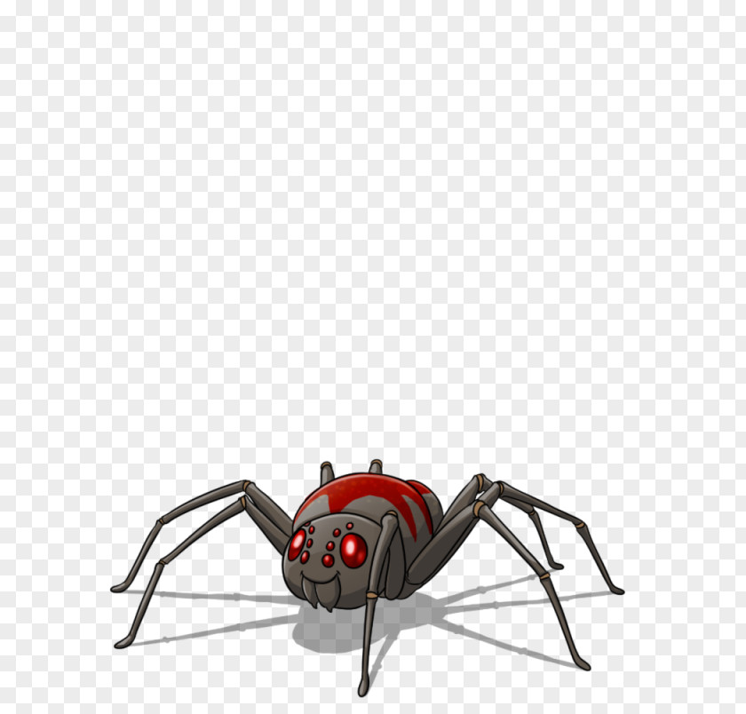 Insect Black Widow PNG