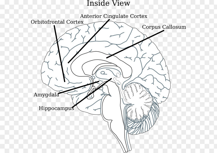 Inside Human Brain Clip Art Diagram Line Drawing PNG