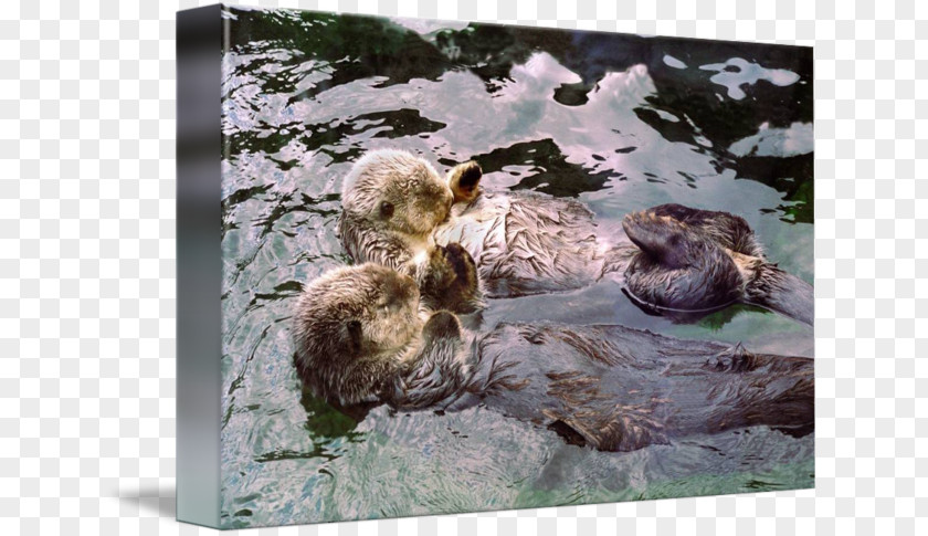 Sea Otter Marine Mammal Canvas Print Paper PNG