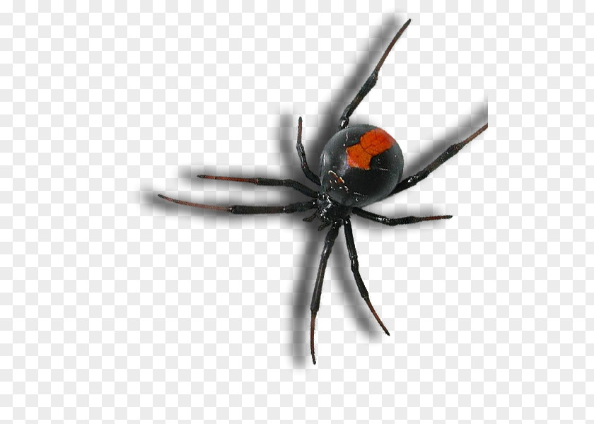 Spider Bite Pest Control Brown Recluse Redback PNG