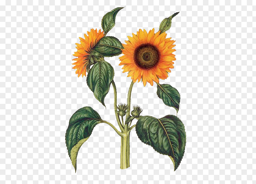 Sunflower Common Botany Botanical Illustration Poster Drawing PNG