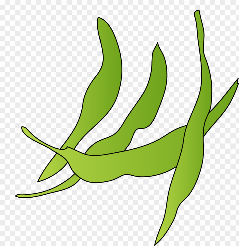 Vegetable Leaf Keyword Tool Horticulture Clip Art PNG