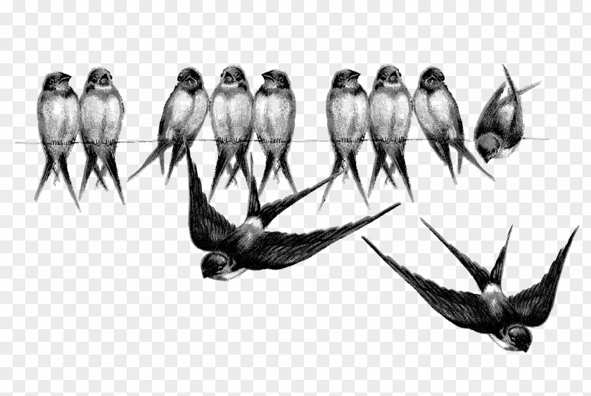 Bird Swallow Passerine Clip Art PNG