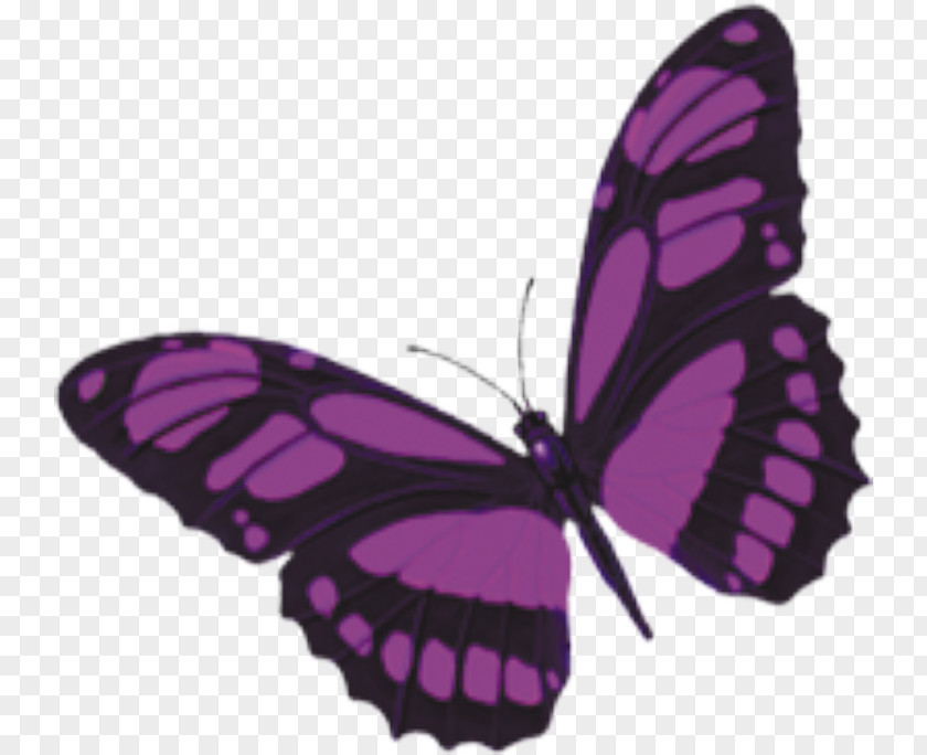 Butterfly Monarch Purple PNG