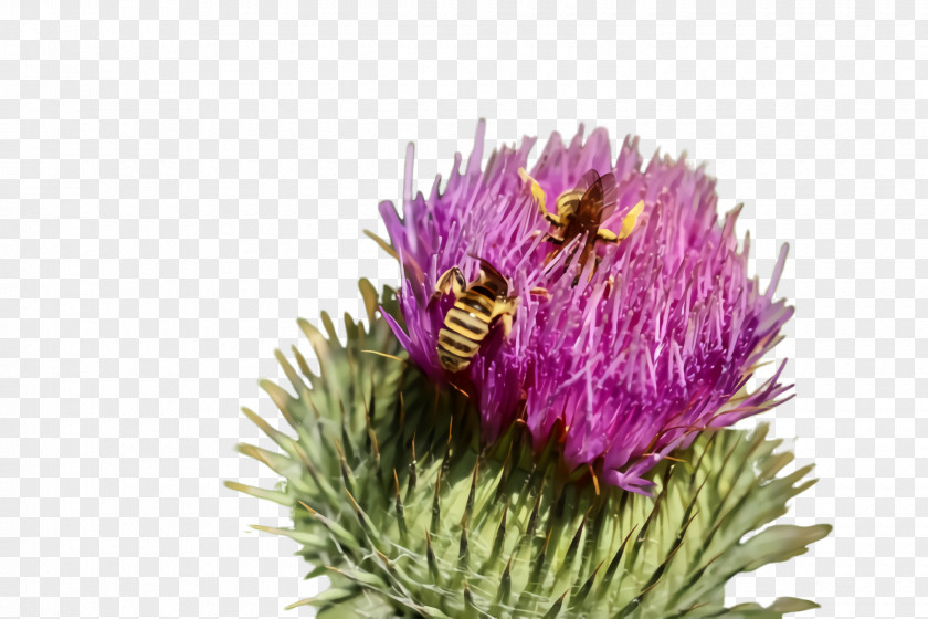 European Marsh Thistle Spear Flowering Plant Flower Greater Burdock Artichoke PNG