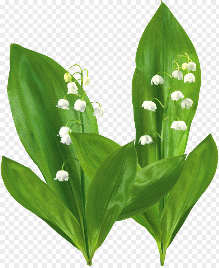 Lily Of The Valley Flower Plant Lilium PNG