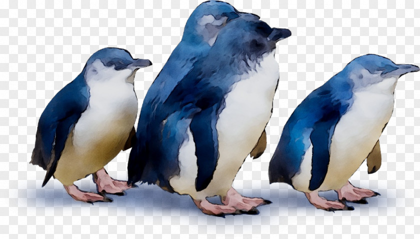 Penguin Fauna Beak PNG