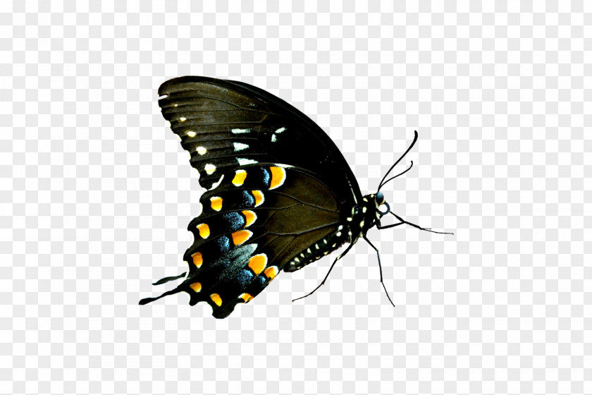 Butterflies Swarm Butterfly PNG