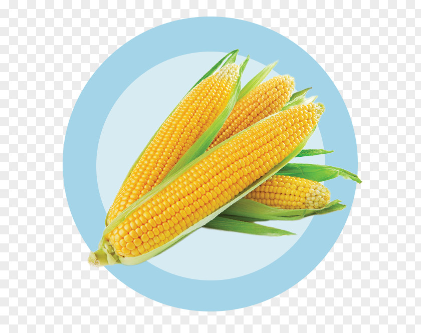 Corn On The Cob Maize Kernel Sweet Ingredient PNG