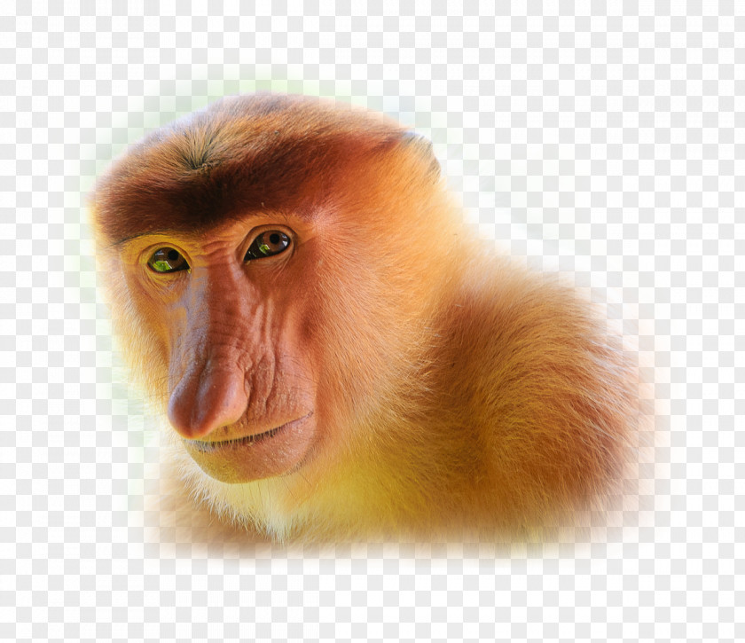 Monkey Proboscis Javan Surili Lutung PNG