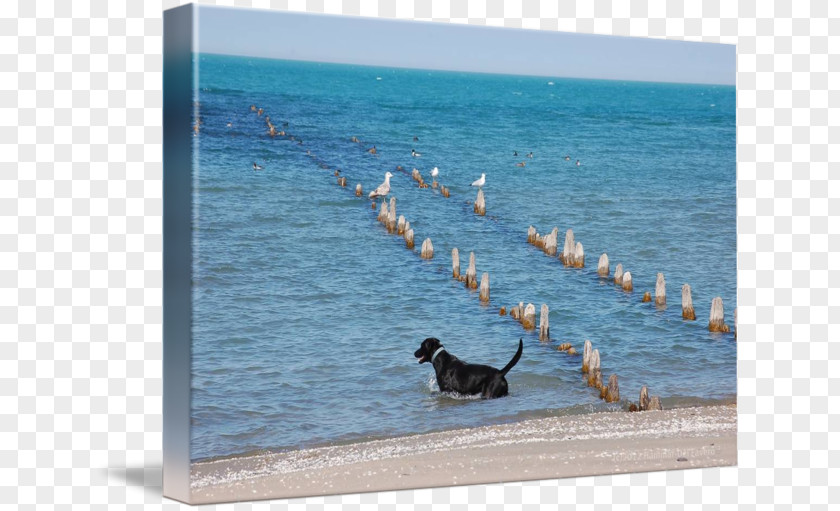 Dog Vacation Bird Leisure Picture Frames PNG