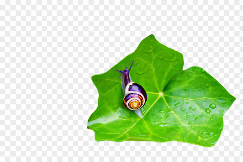 Leaf Pollination Insect Butterflies Bees PNG