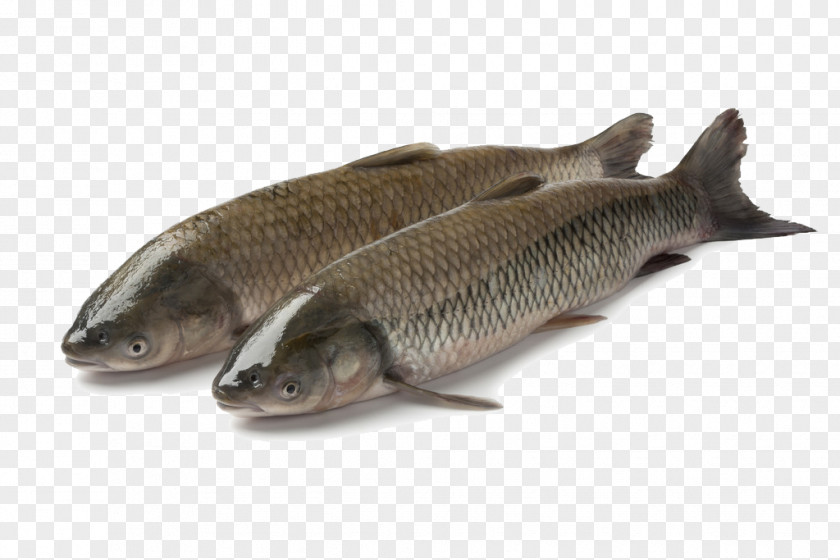 Two Grass Carp Latvia Common Pond Fish PNG