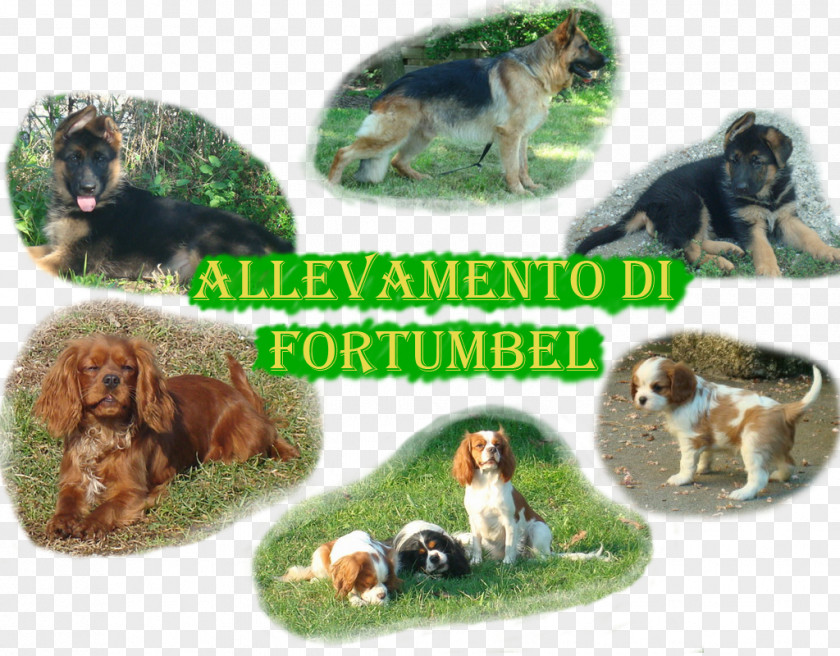 Cavalier King Charles Spaniel Dog Breed German Shepherd Province Of Mantua PNG